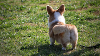 Pies rasy Corgi na trawie widoczny od tyłu – 5 naturalnych sposobów na gazy i bąki u psa z Petbiotic