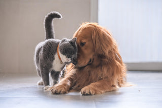 Szczęśliwy pies golden retriever i szary kot w bliskiej relacji – 5 sygnałów świadczących o potrzebie wsparcia odporności i zdrowia pupila od środka Petbiotic