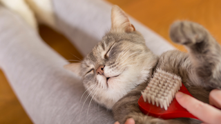 Matowa sierść u kota – przyczyny i co zrobić, żeby poprawić jej kondycję