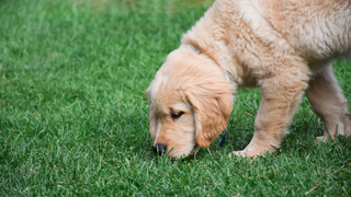 Młody pies rasy golden retriever jedzący zieloną trawę na trawniku, ilustrujący problem dlaczego pies je trawę.